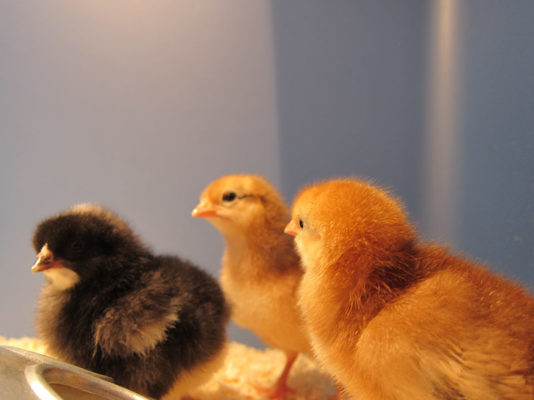 For The Birds: Bringing Home The Baby Chicks [VIDEO]