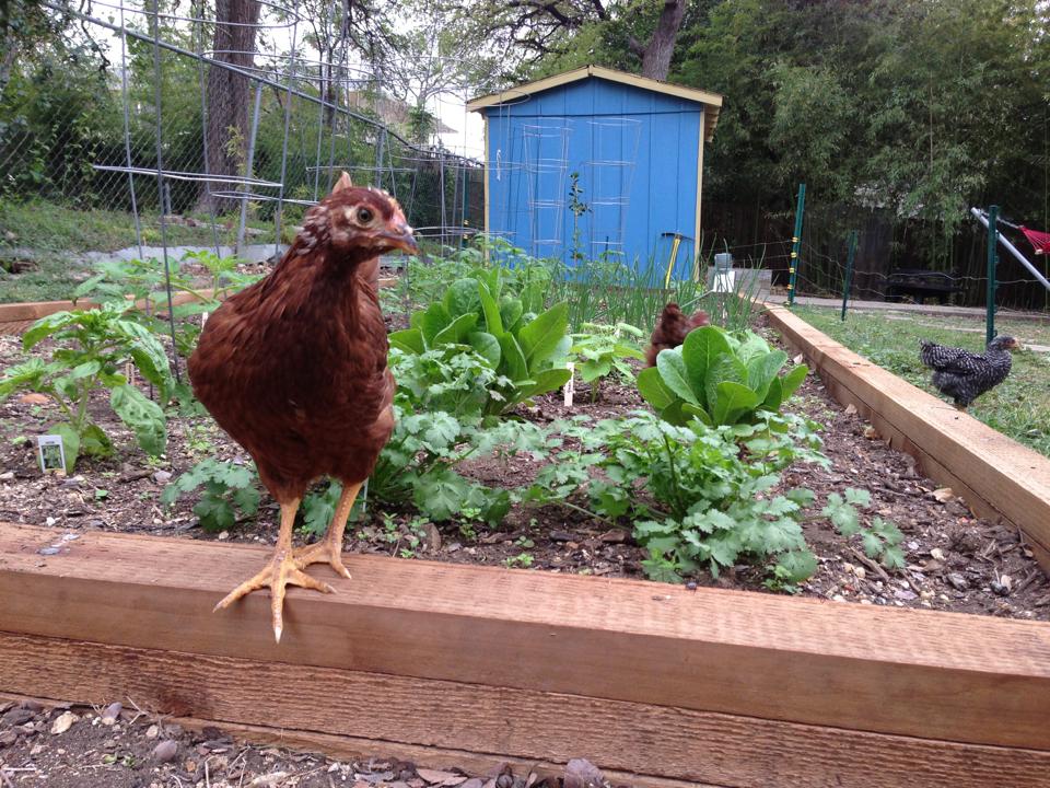 Urban Chickens, San Antonio Chickens, Backyard Chickens
