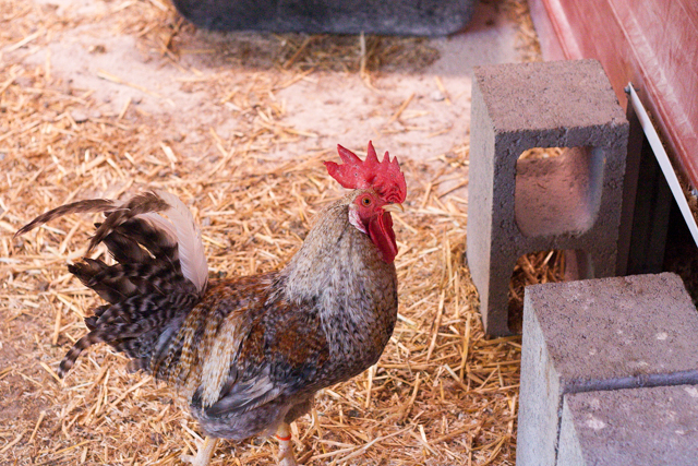 Portland Urban Farmer Rooster