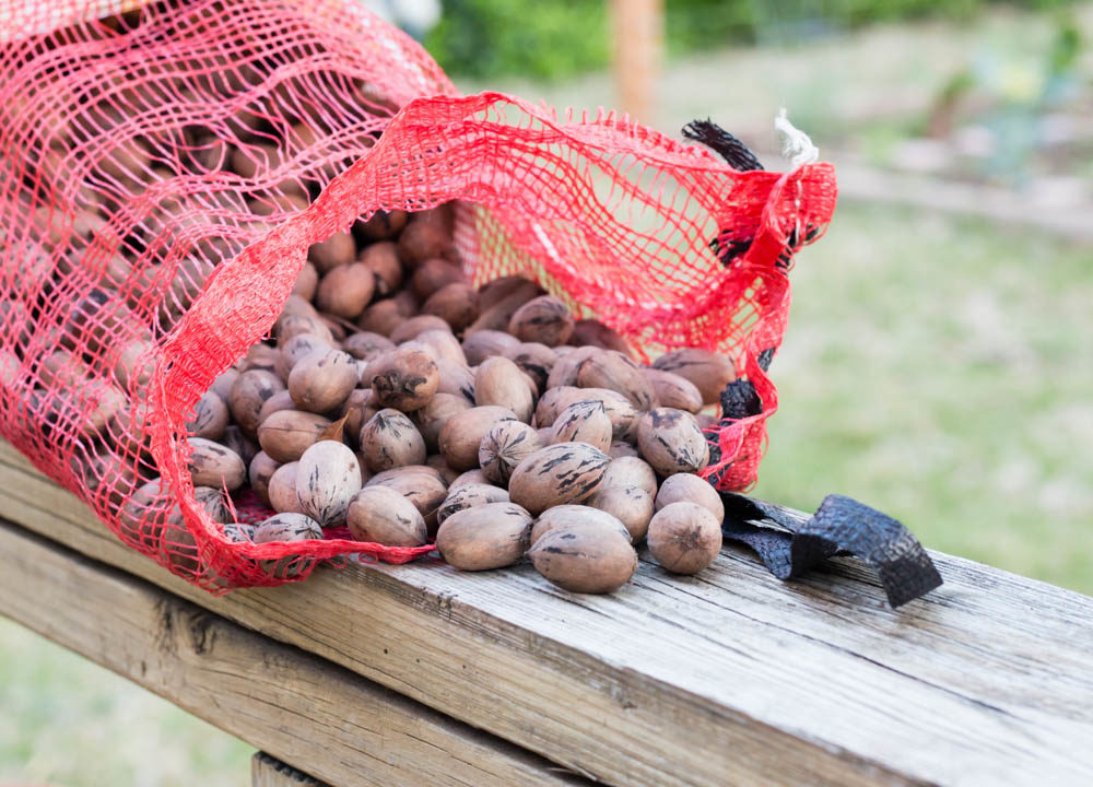Cracking Texas Pecans: Review of Three Shellers