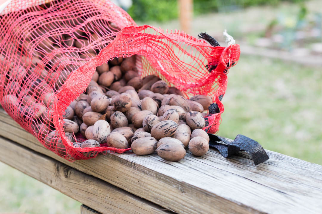 Cracking Texas Pecans: Review of Three Shellers