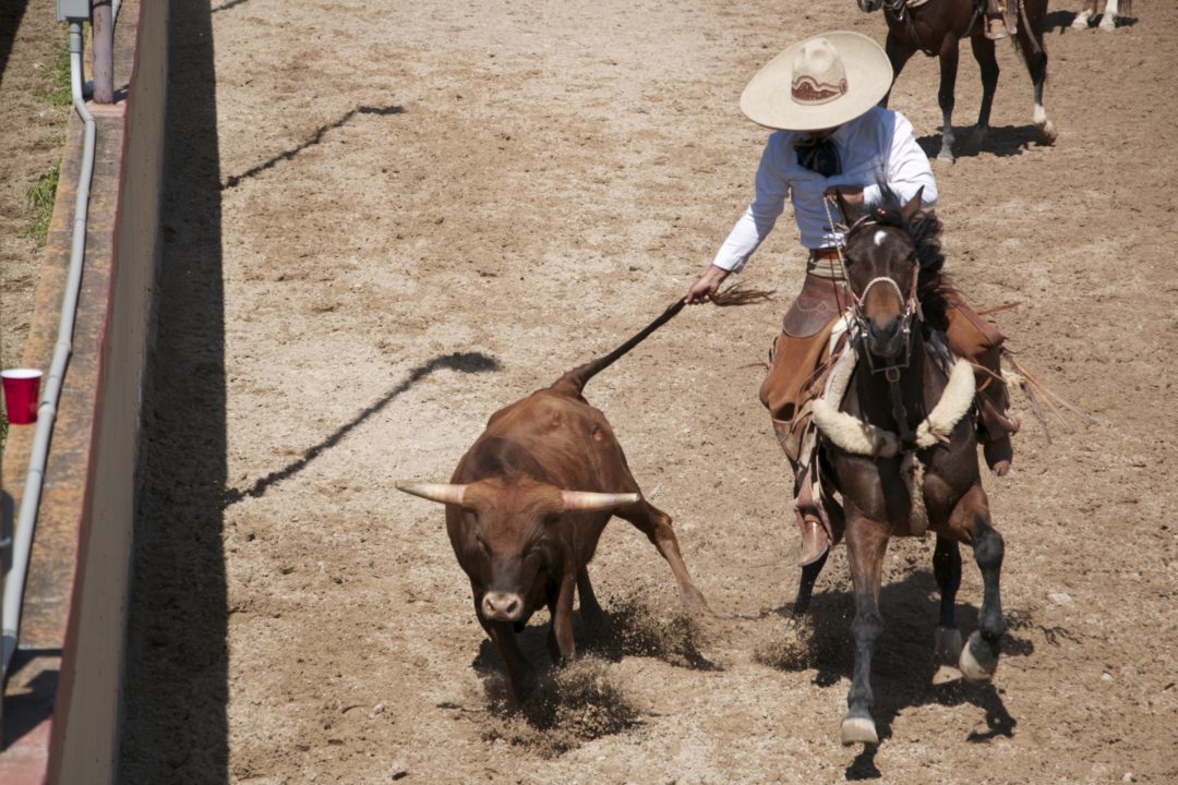 Fiesta Ropes in Tradition at a Day in Old Mexico’s Charreada